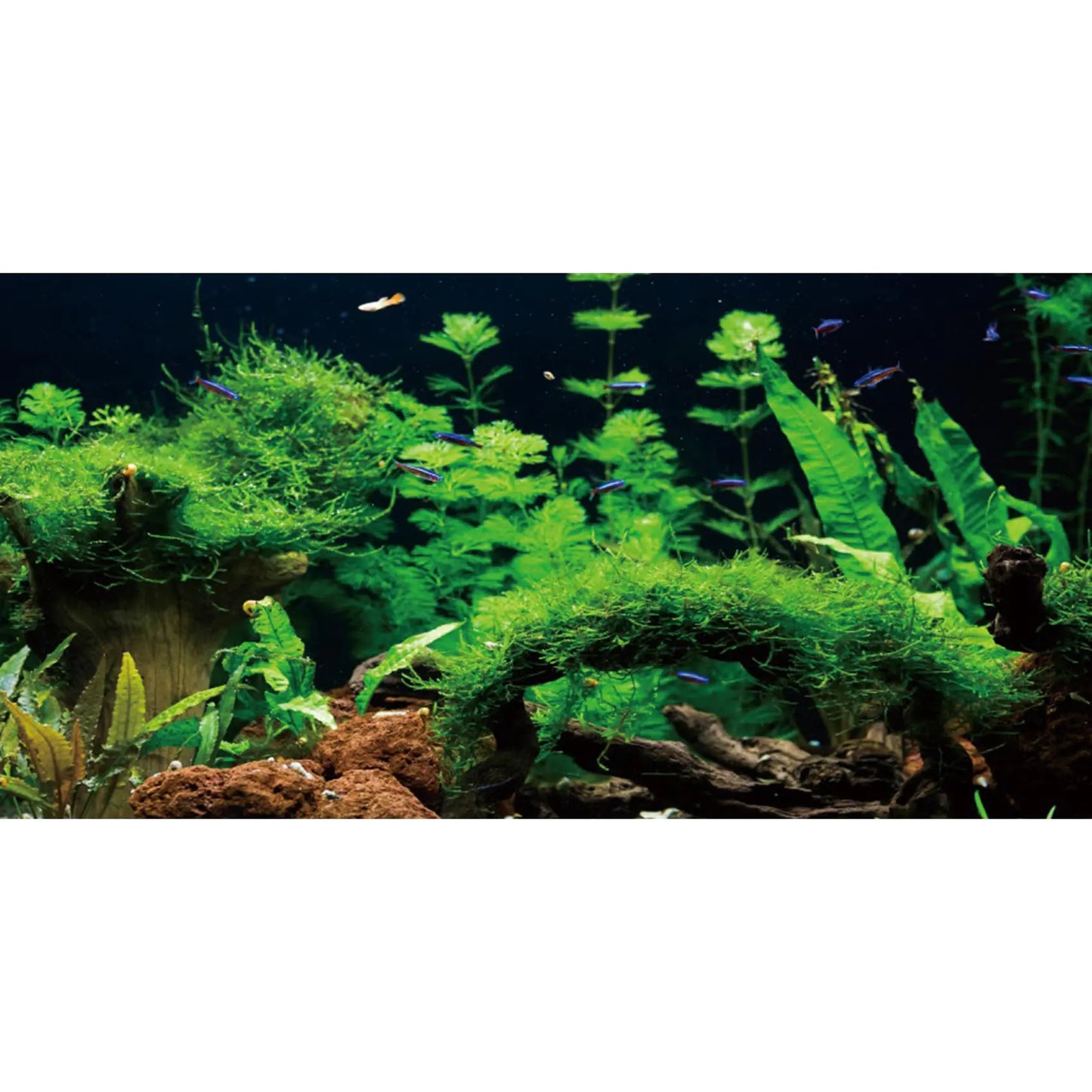 AWERT 24x12 River & Lake Aquarium Vinyl Background