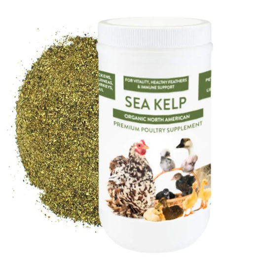 Organic Kelp for Chickens & Duck Feed (1 Pound)