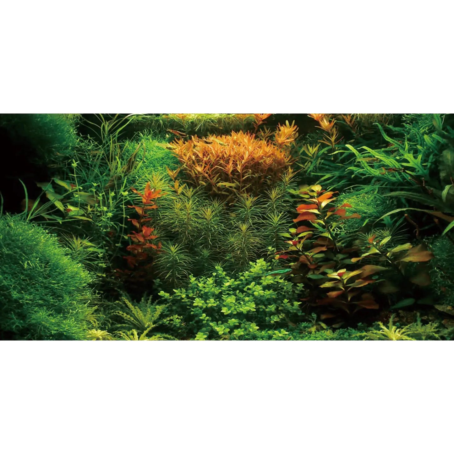 AWERT 36x20 Seagrass & River Aquarium Backdrop