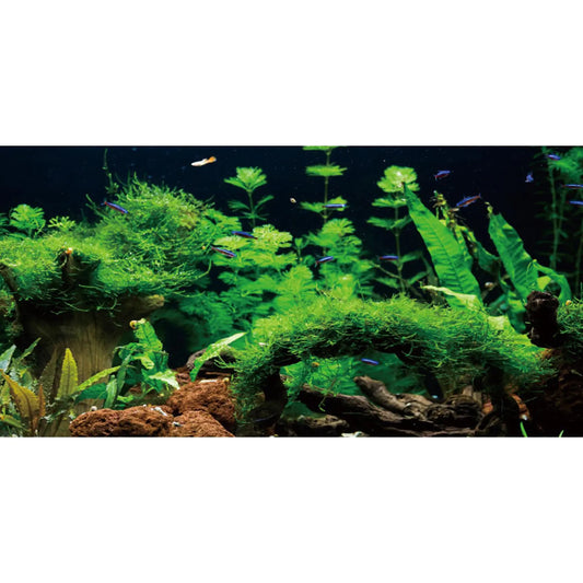 AWERT 24x12 River & Lake Aquarium Vinyl Background