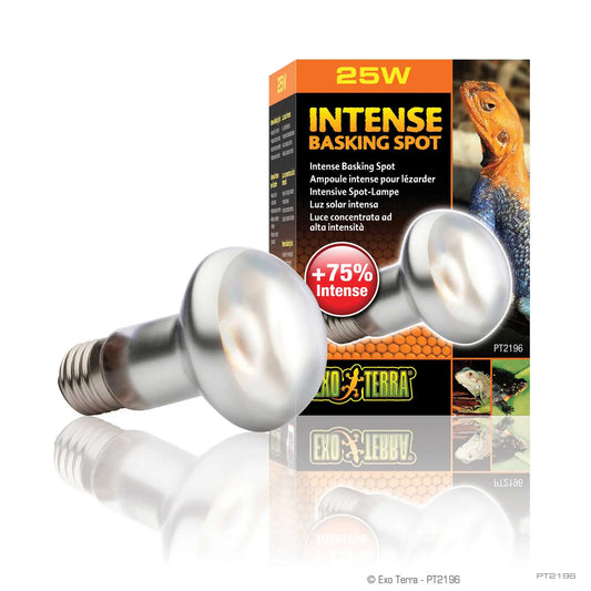 INTENSE BASKING SPOT