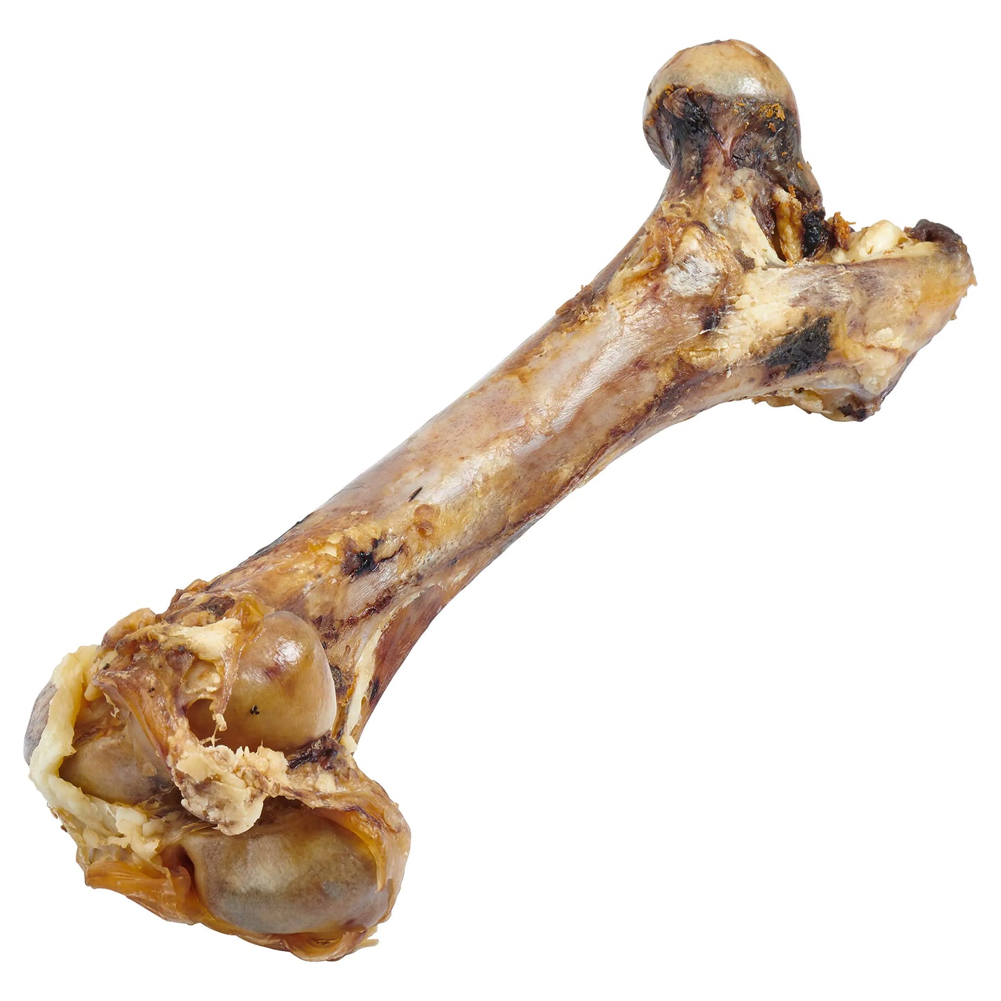 Chomp Champ Mammoth Cow Femur - Natural Dog Treat