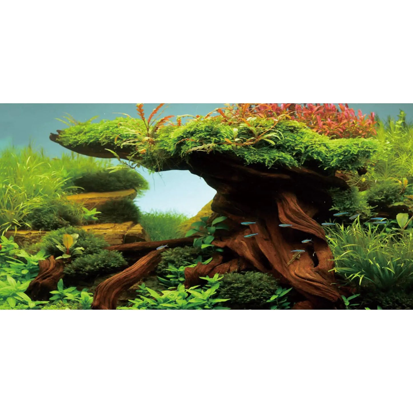 AWERT 60x24 Seaweed & River Vinyl Aquarium Backdrop