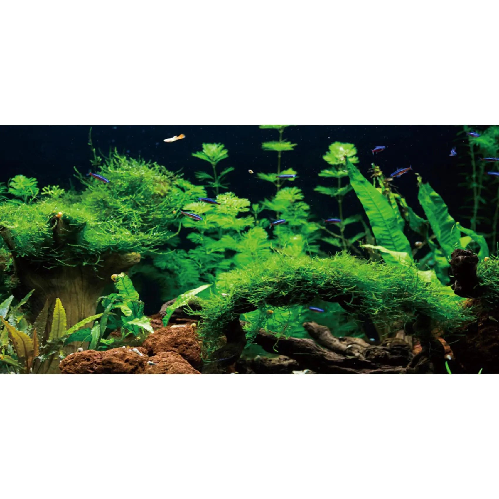 AWERT 24x12 River & Lake Aquarium Vinyl Background