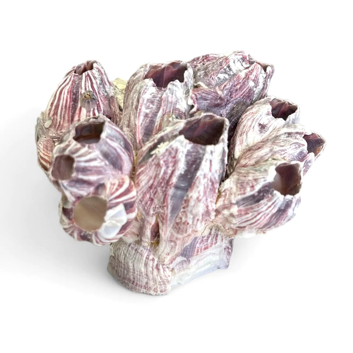 Purple Barnacle Cluster 3"-5" for Aquarium Decor